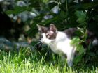 Kocica - jedno ze zwierzt w gospodarstwie agroturystycznym Chata pod lasem